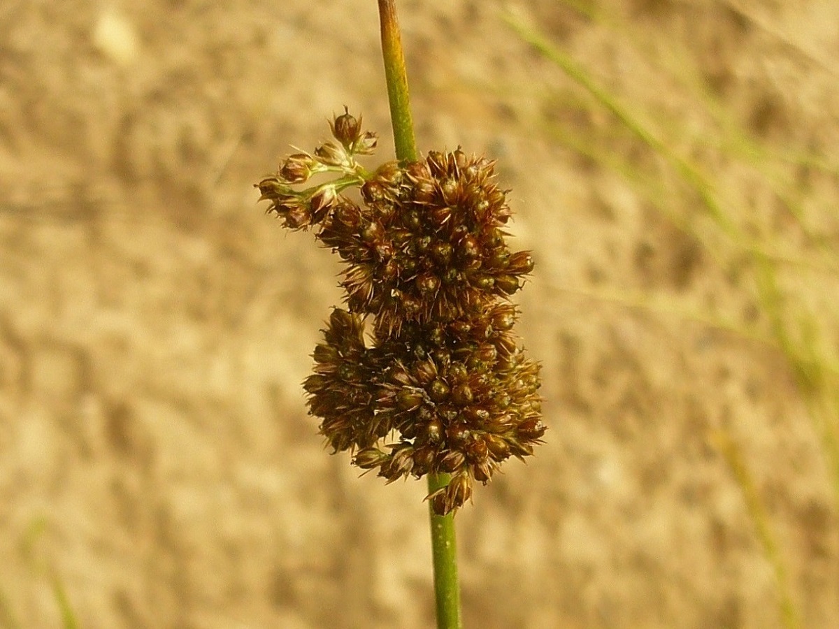 Juncus conglomeratus (Juncaceae)